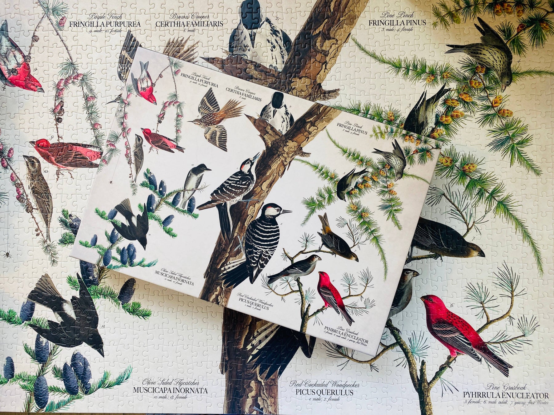 Penny Puzzle Birds of Audubon 1000 Palan Vintage Palapeli