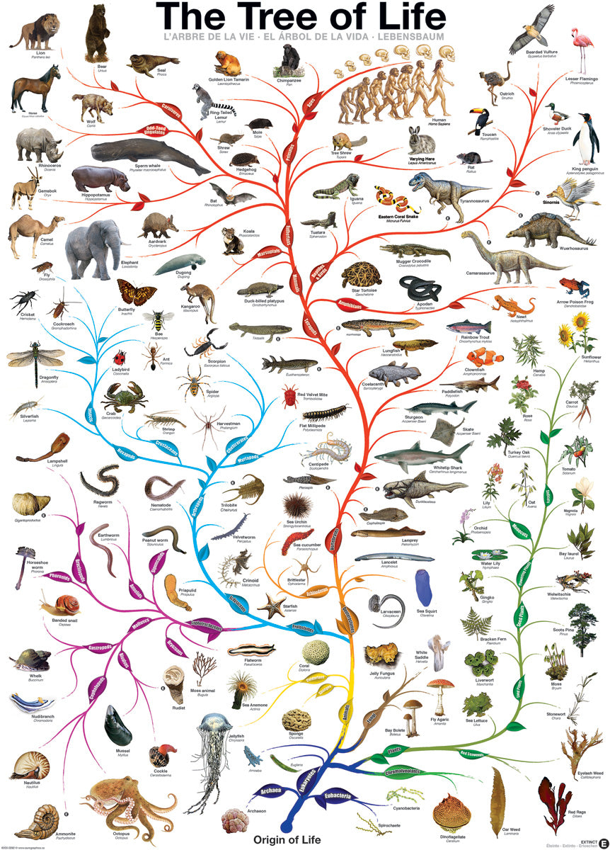 Eurographics 1000 Palan Palapeli The Tree Of Life