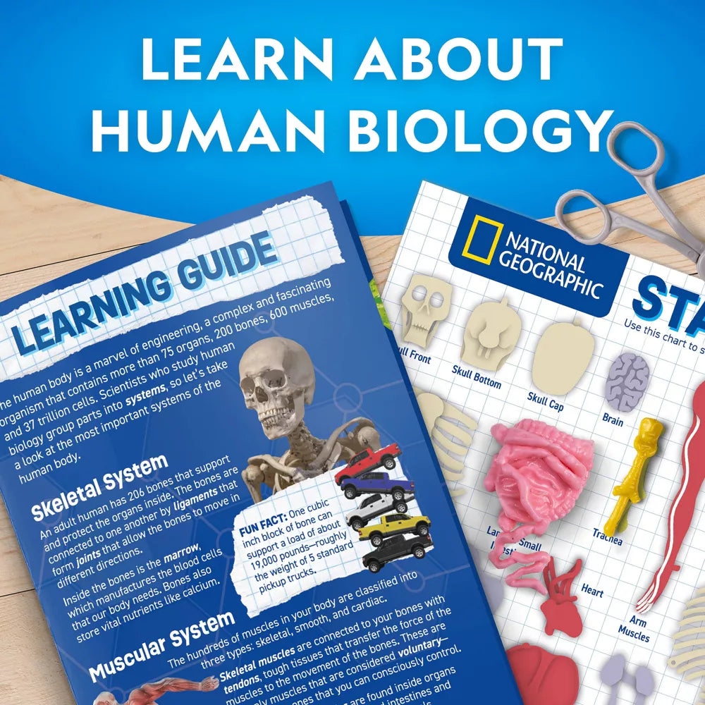 National Geographic Human Body Pimeässä Hohtava Ihmiskeho 32 osaa