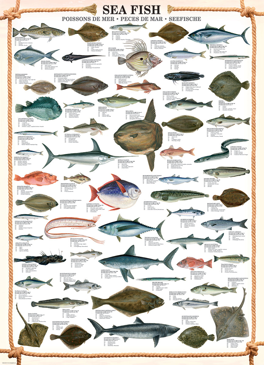 Eurographics 1000 Palan Palapeli Sea Fish