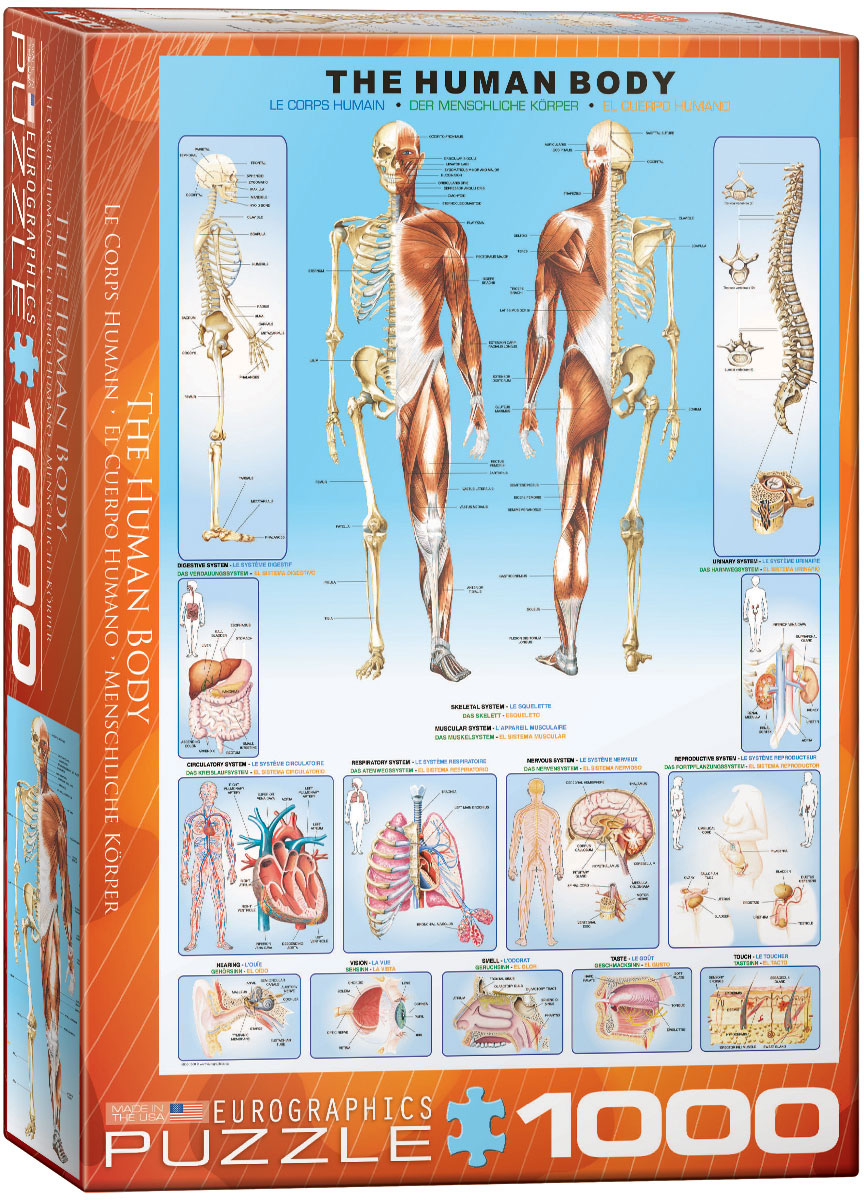 Eurographics Puzzle 1000 Palan Palapeli The Human Body