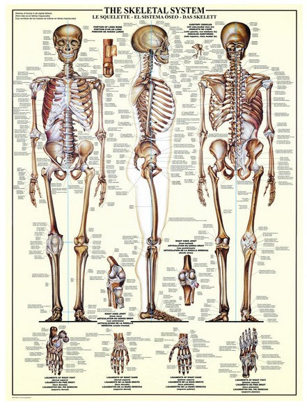 Eurographics Puzzle 1000 Palan Palapeli The Skeletal System