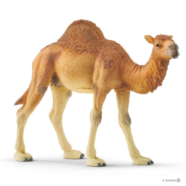 Schleich Dromedaari