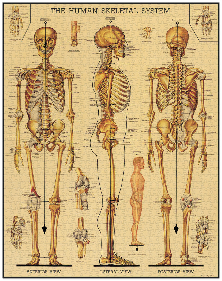 Cavallini & Co. Vintage Puzzle 1000 palaa Skeletal System