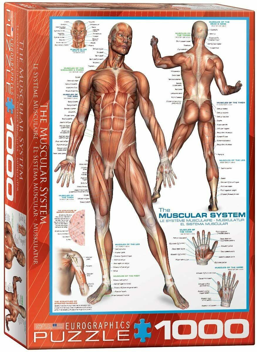 Eurographics 1000 Palan Palapeli The Muscular System