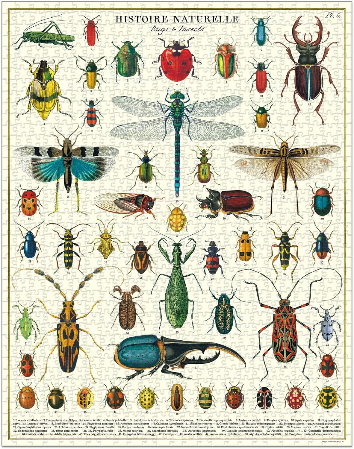 Cavallini & Co. Vintage Puzzle 1000 palaa Bugs & Insects