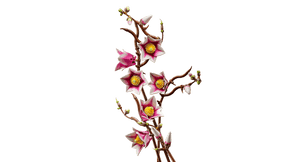 LEGO Botanicals 11510 Magnolian Oksat