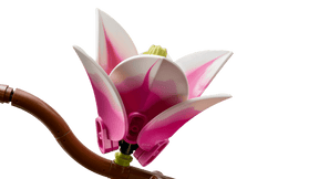 LEGO Botanicals 11510 Magnolian Oksat