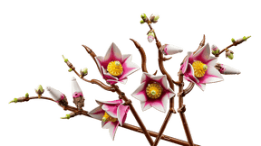 LEGO Botanicals 11510 Magnolian Oksat