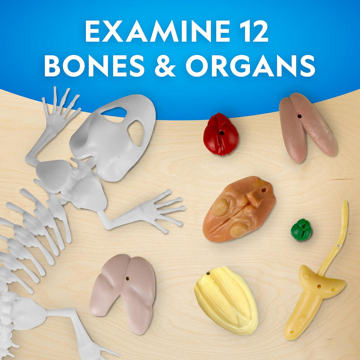 National Geographic Disection Lab Gecko 