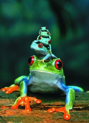 Eurographics 1000 Palan Palapeli Red-Eyed Tree Frog