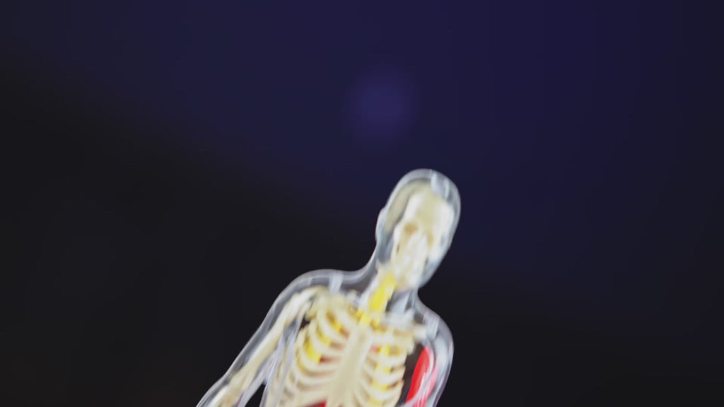 National Geographic Human Body Pimeässä Hohtava Ihmiskeho 32 osaa
