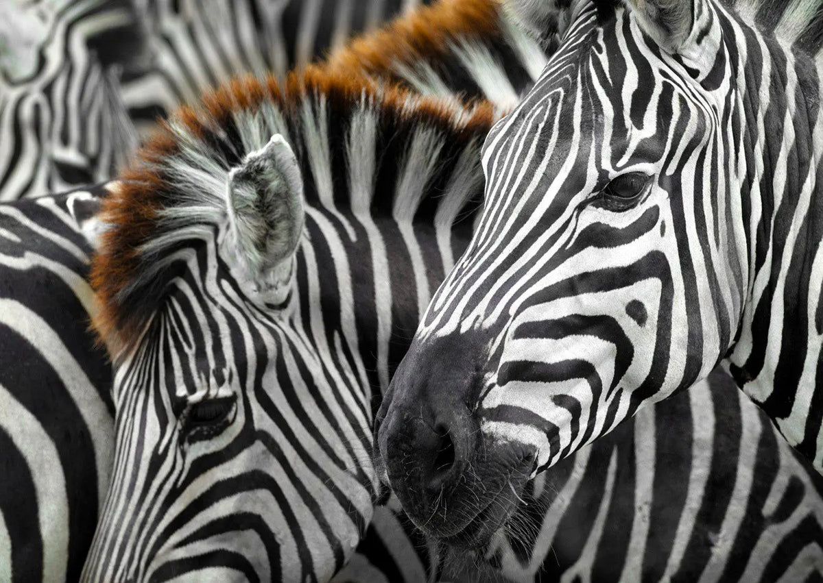 Enjoy Puzzle 1000 Palan Palapeli Zebras