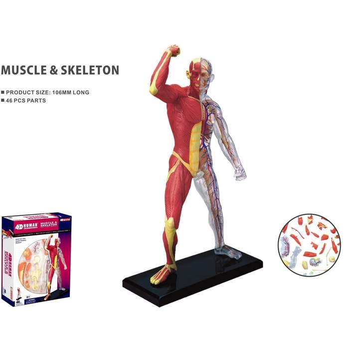 4D Human Anatomy Ihmisen anatomia: Lihakset ja Luut