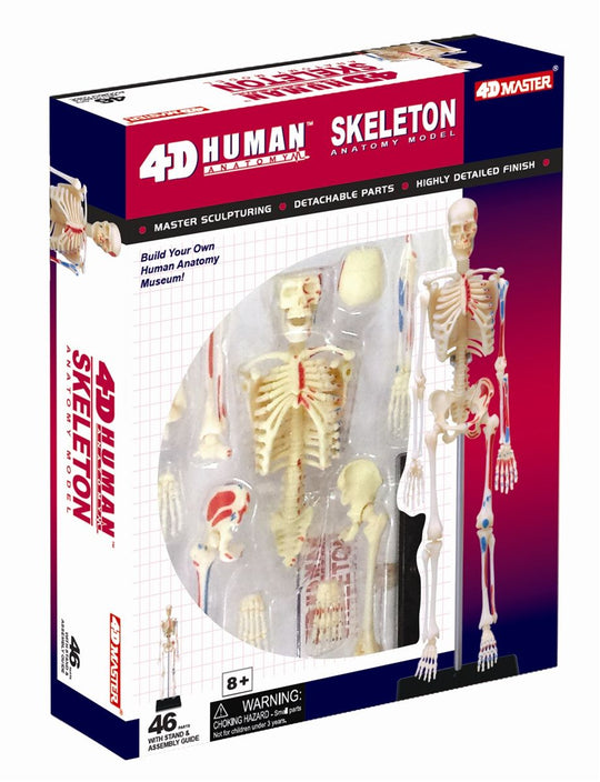 4D Human Anatomy Luuranko