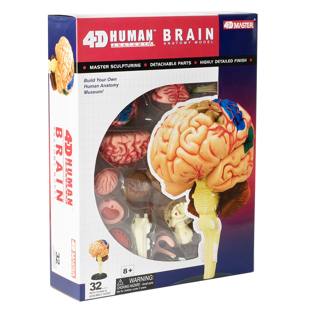 4D Human Brain Aivot