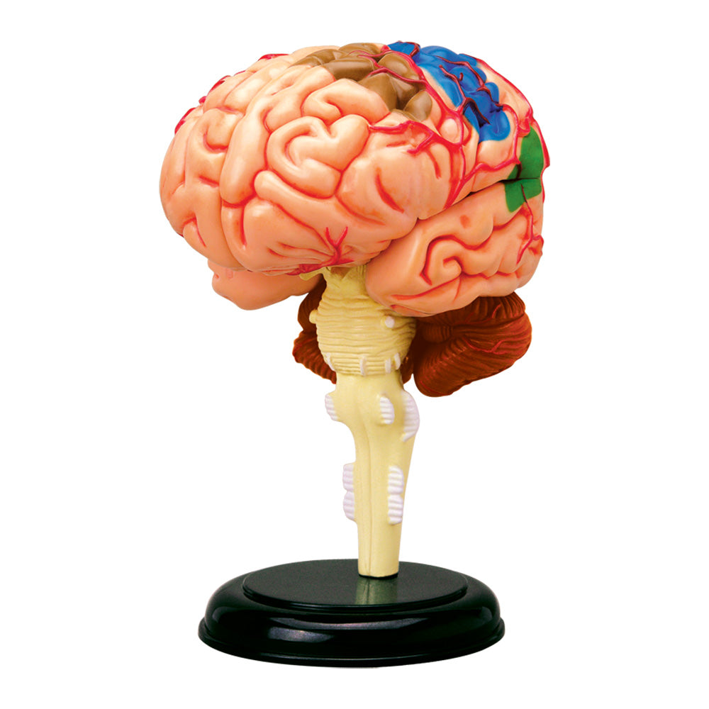 4D Human Brain Aivot