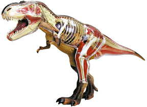 4D Vision T-Rex anatomy model