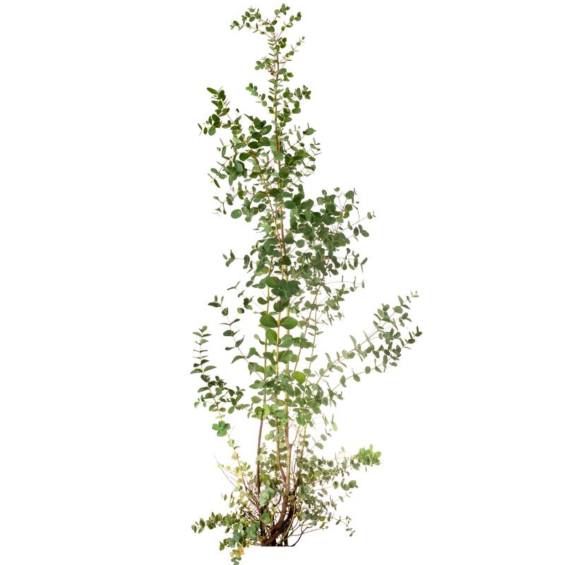 Lil Plot Kasvata oma Eukalyptuspuu